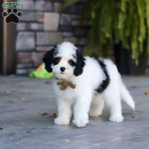 Brady, Cavapoo Puppy